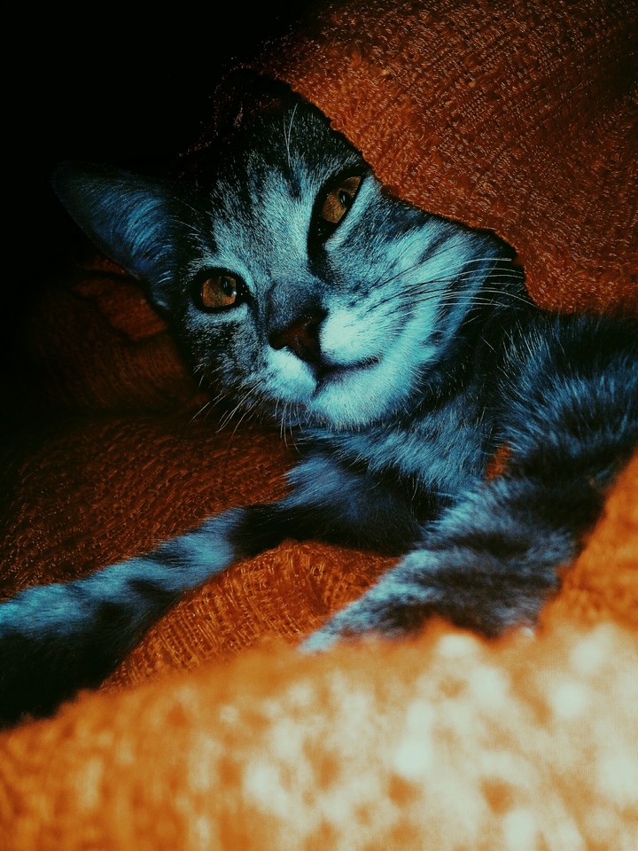 cat