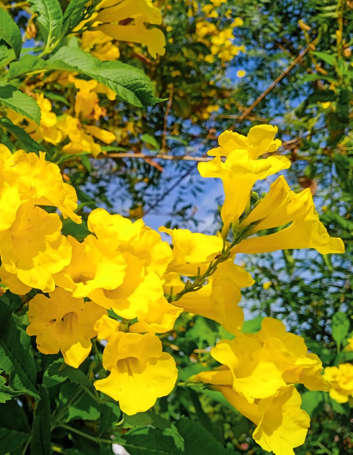 Yellow flower