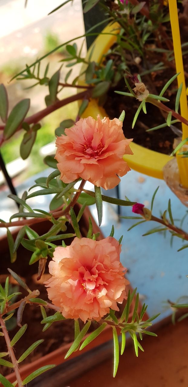 morning flower