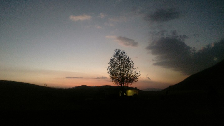 tree