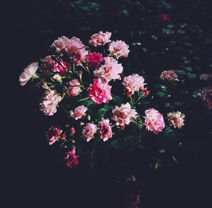 flowers