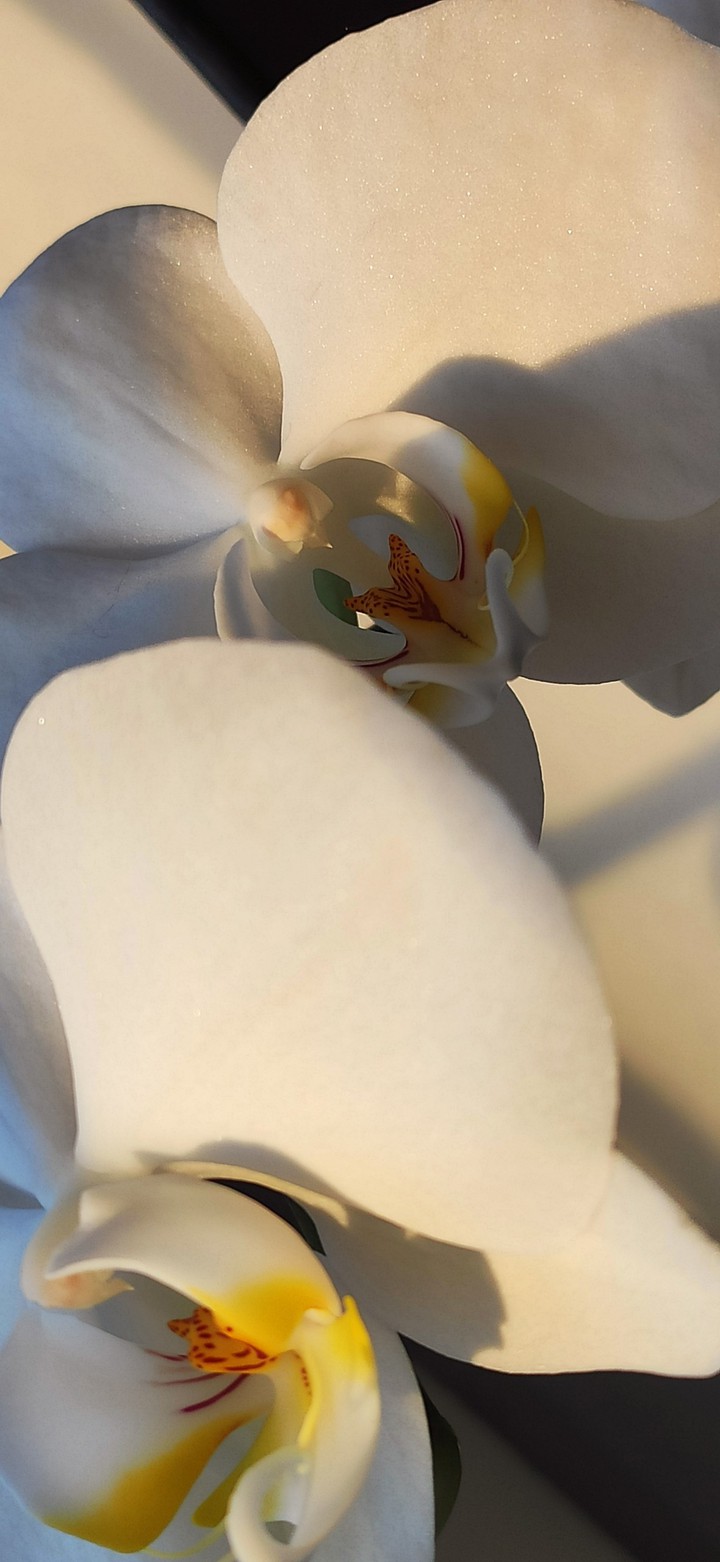 Orchid flower