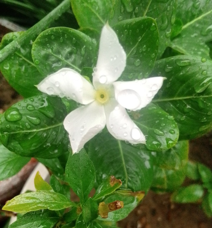 flower