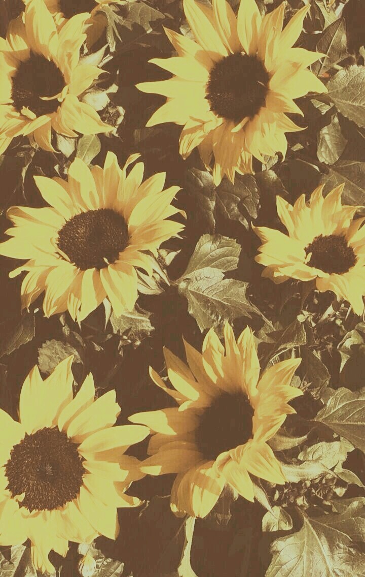 sunflowers