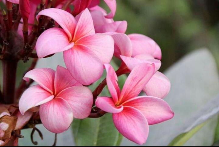 Flower!