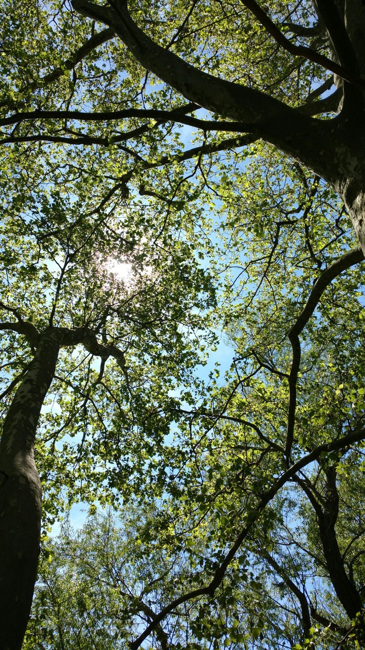 bosque