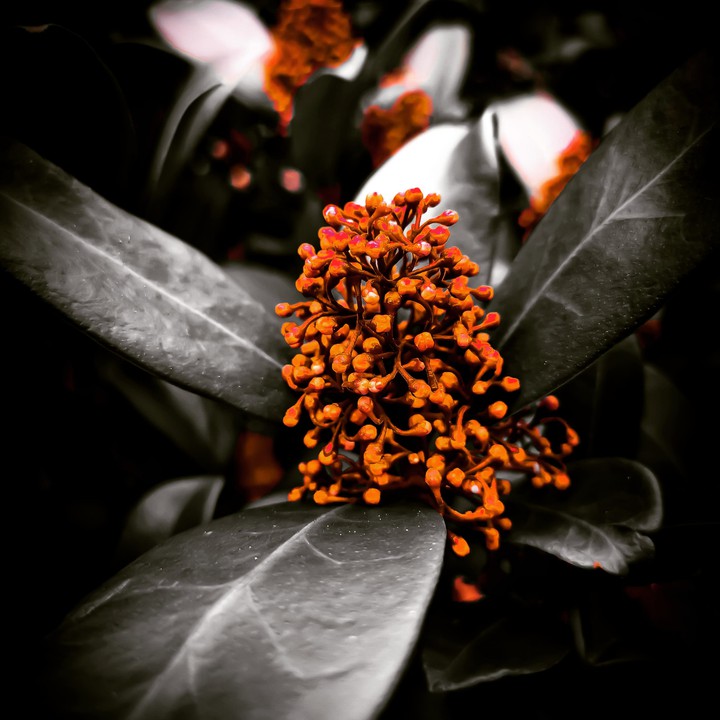 Flower