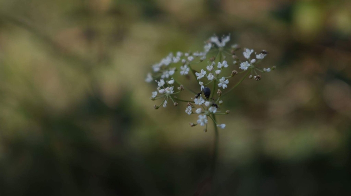 Flowers and bug