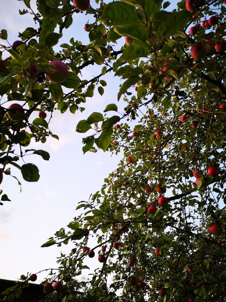 apples