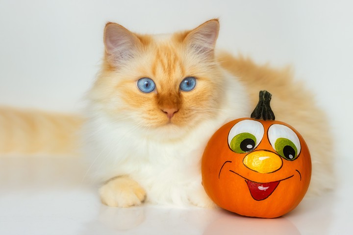 Cat & Pumpkin