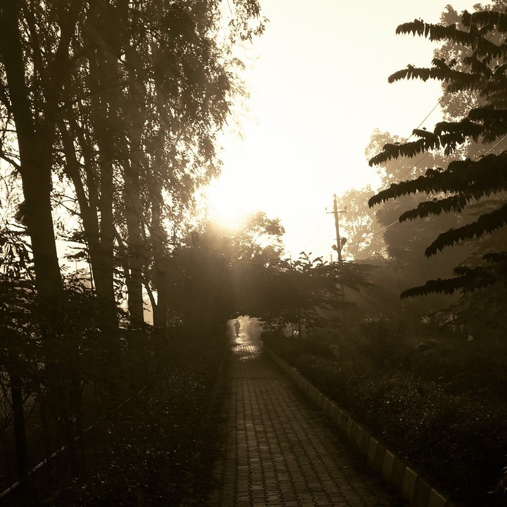morning bliss