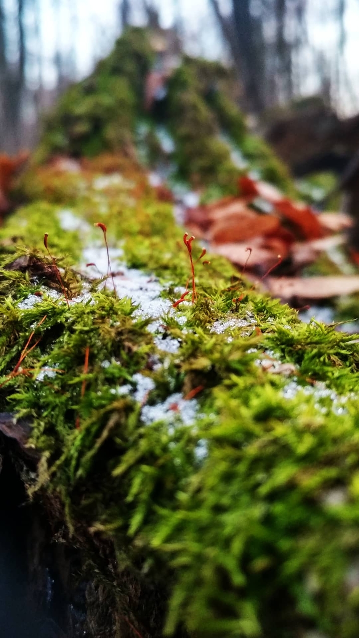 Macro