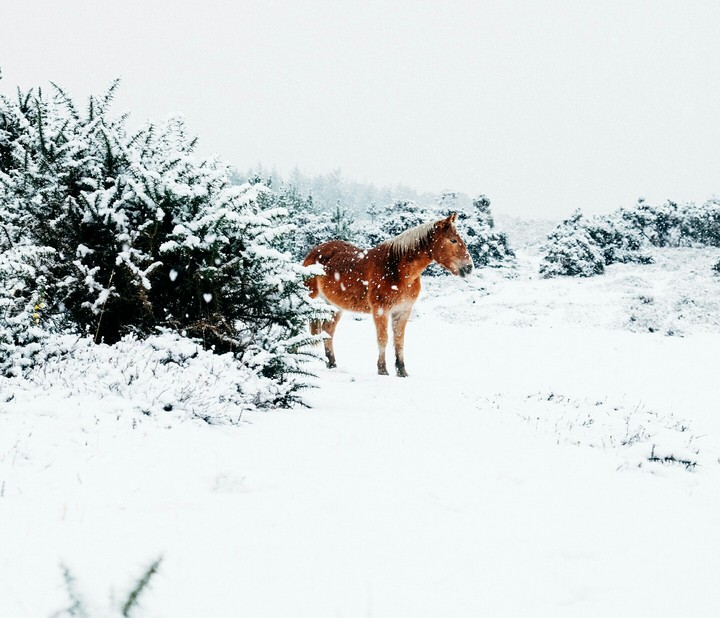 Horse