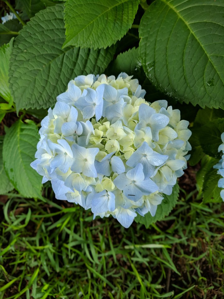 hydrangea