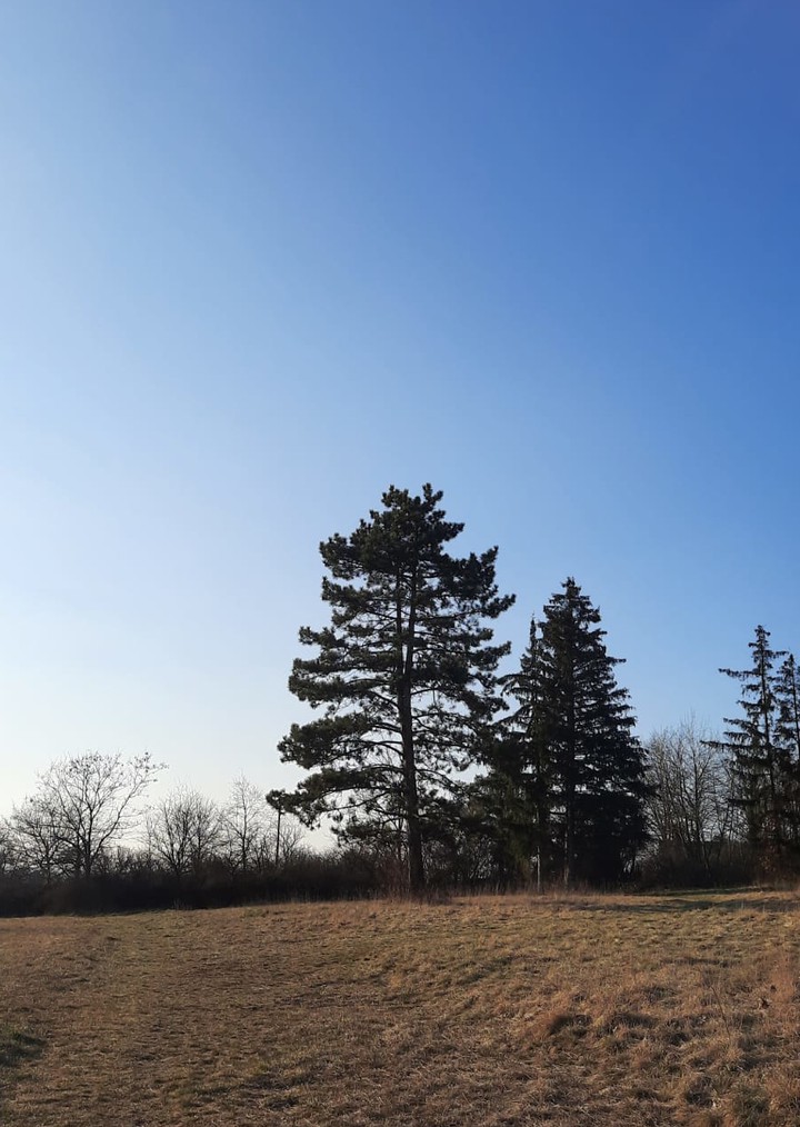 tree