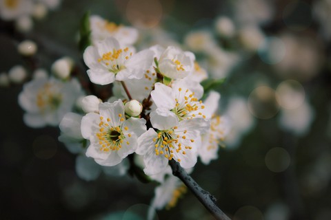 O.V.❀