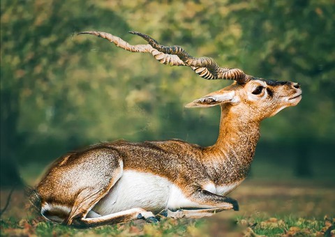 deer