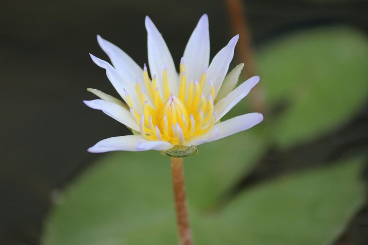A flower