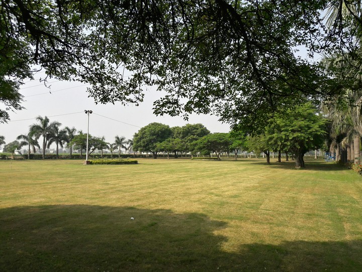 grass ground