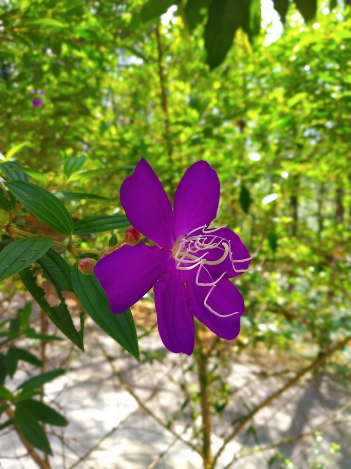purple flower