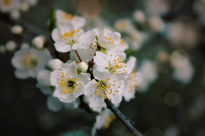 O.V.❀