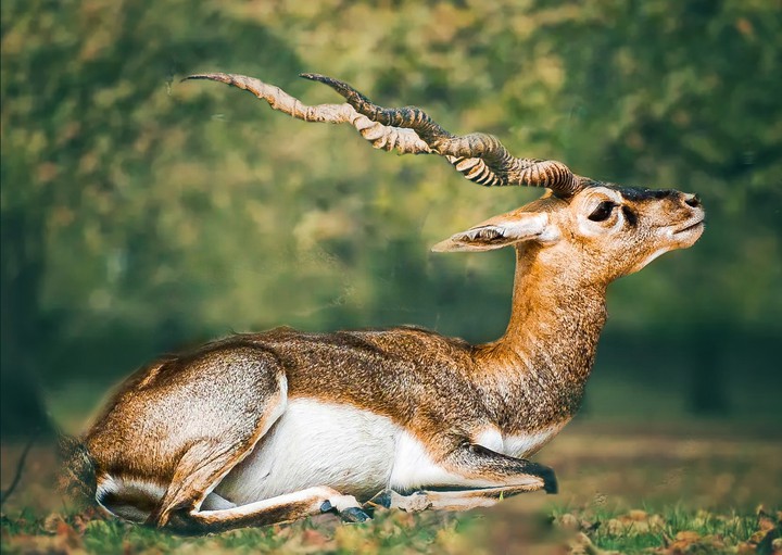 deer
