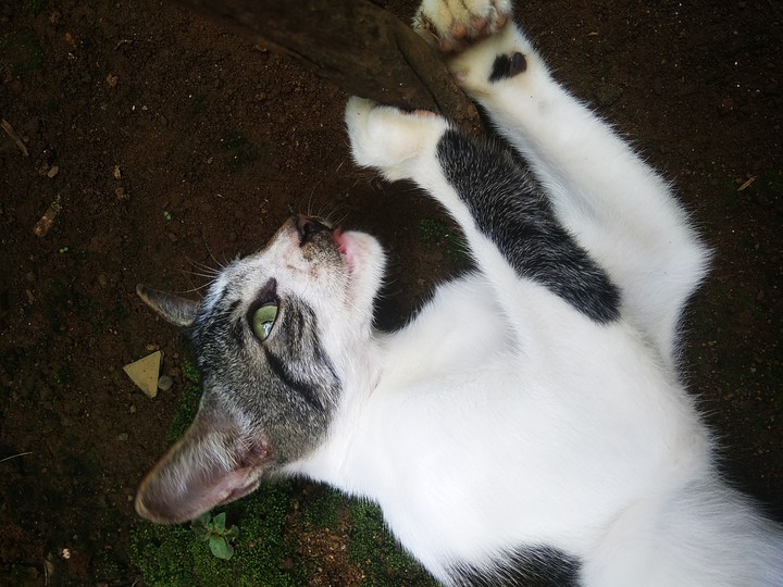 cat