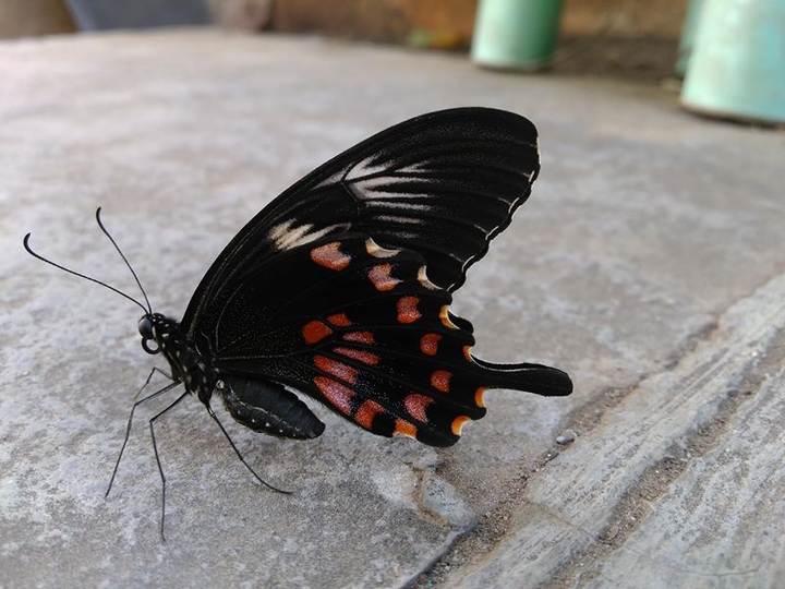 Butterfly at peace