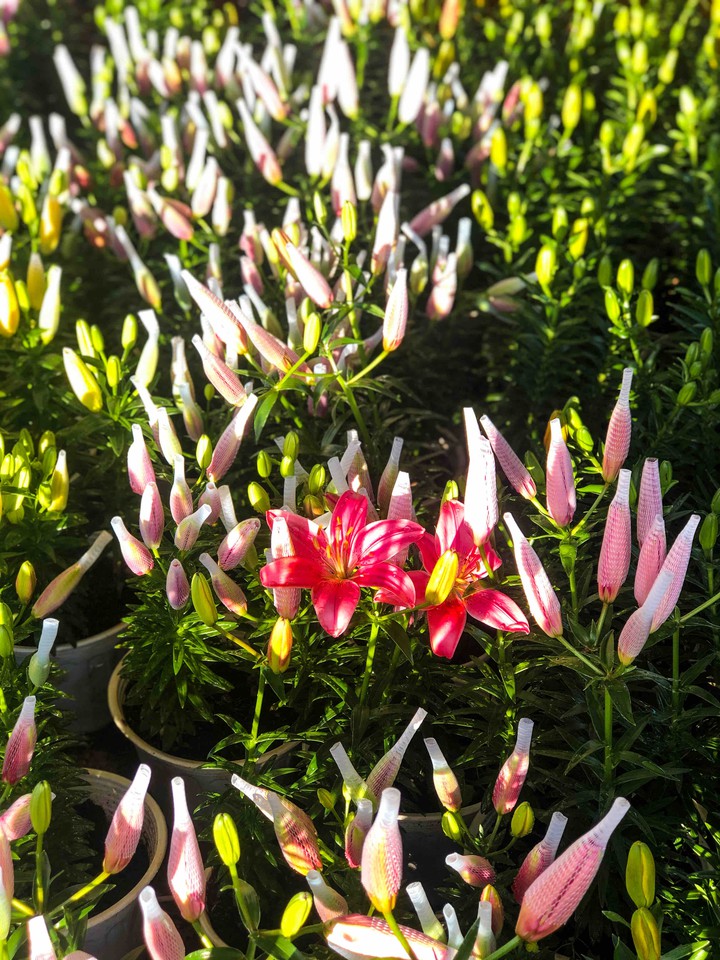 Lilys