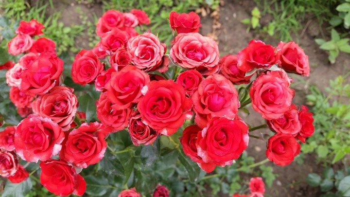 Adoro le Rose 