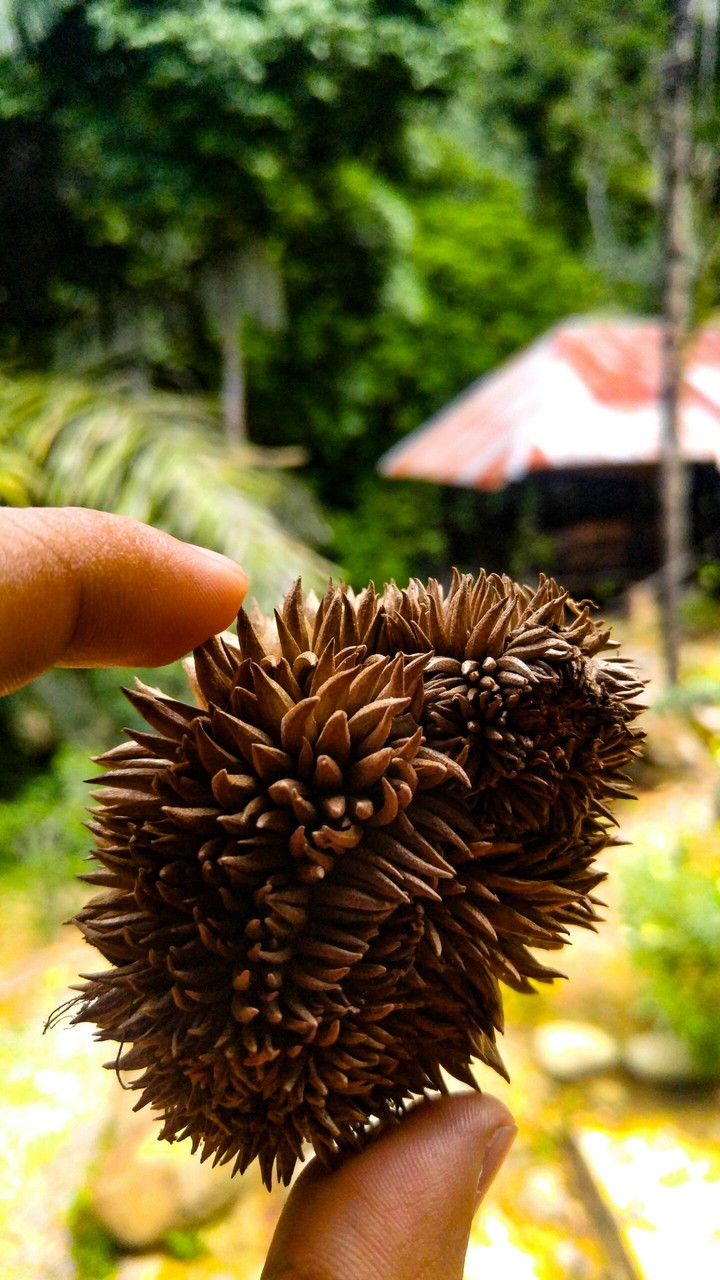 durian