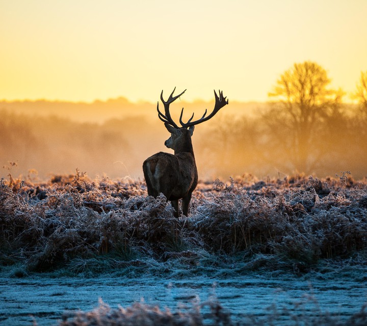 Raindeer