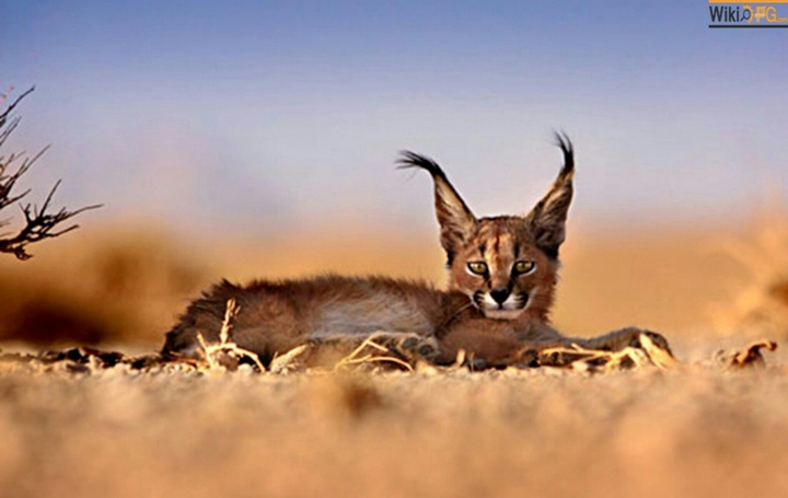caracal desert