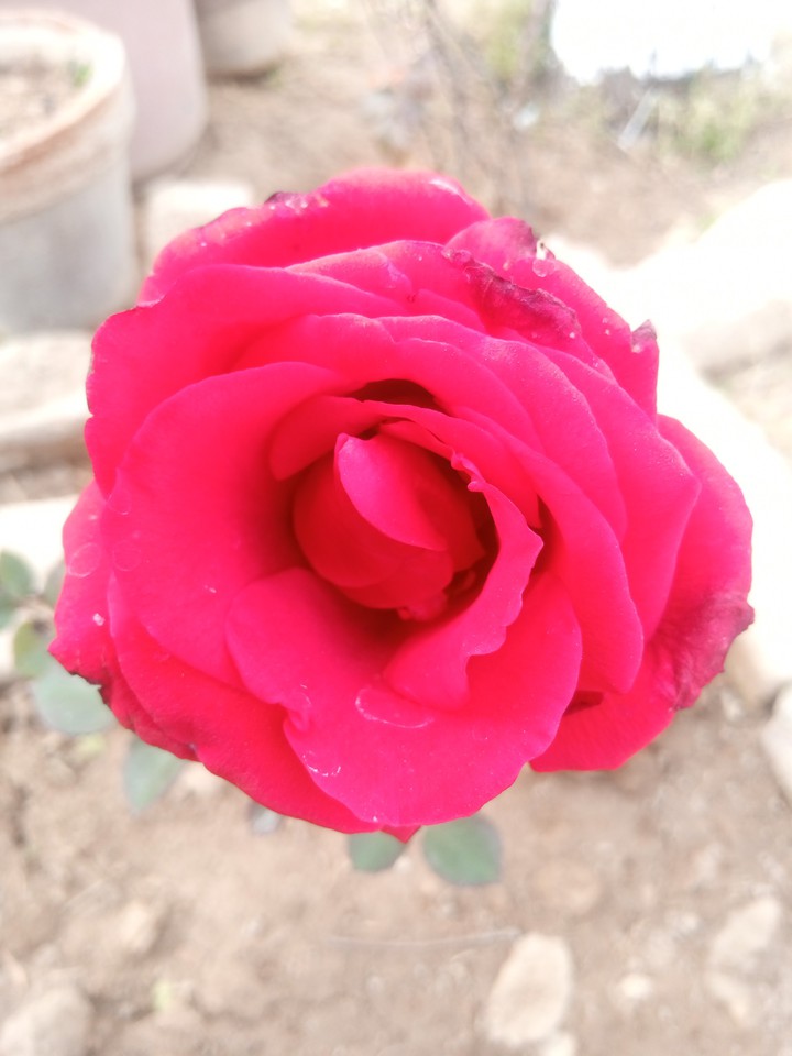 red rose