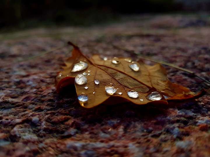 ORANGE DROPS