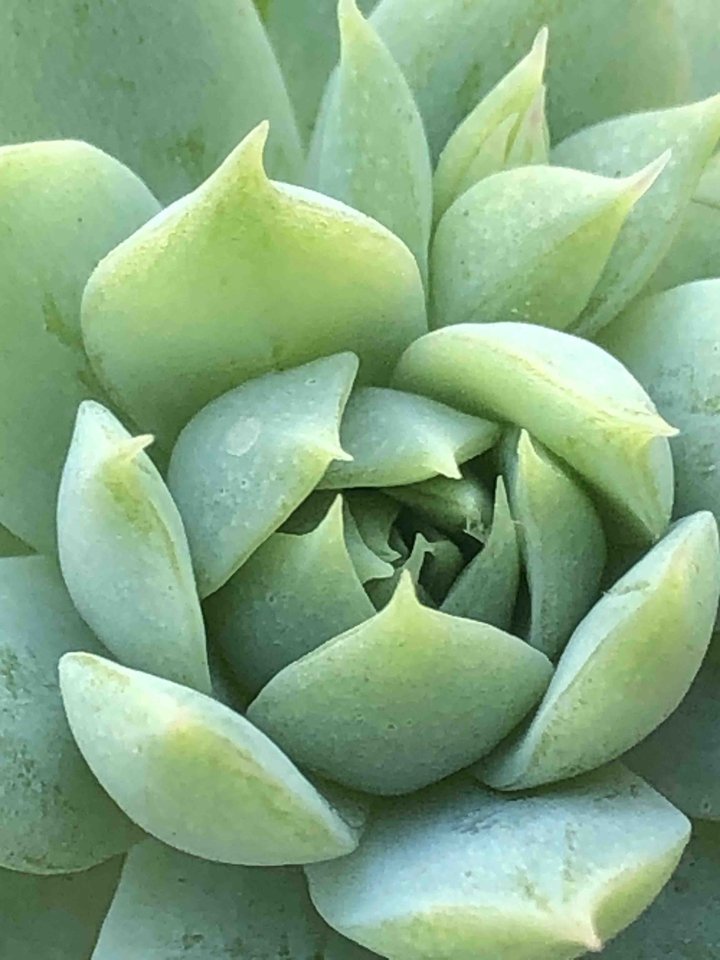 Fractal