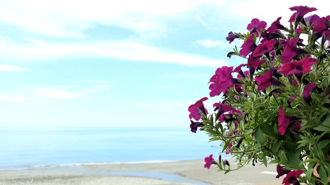 see flowers