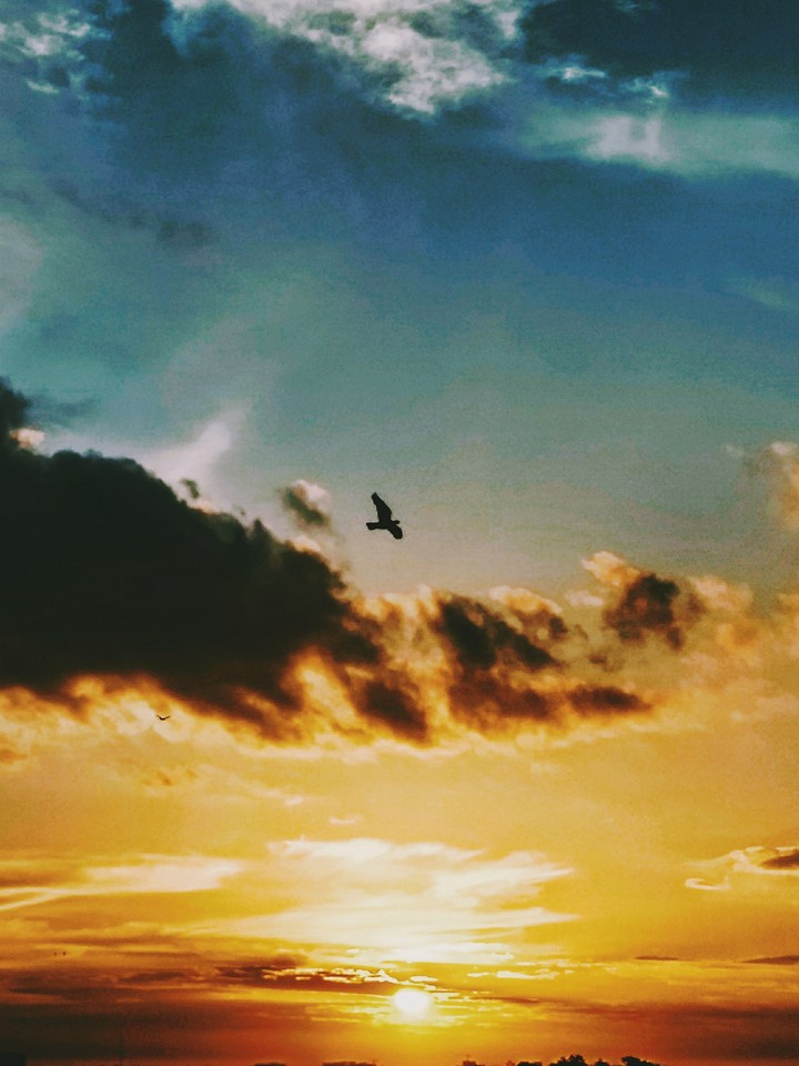 soar