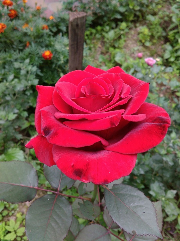 роза