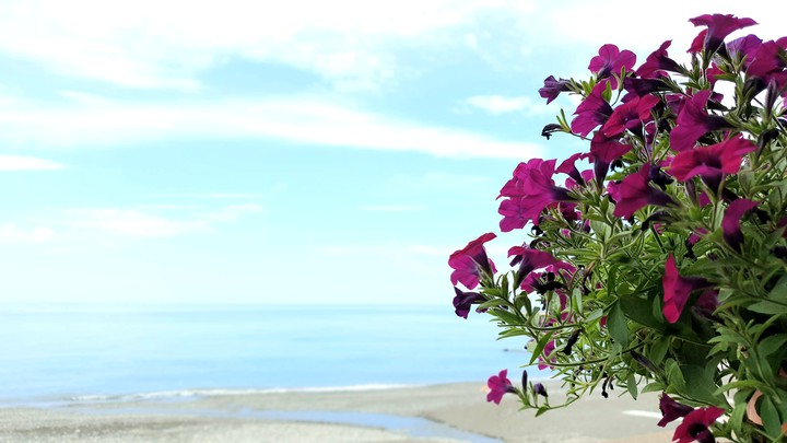 see flowers