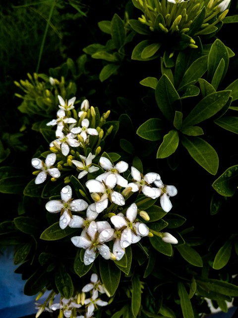 flowers