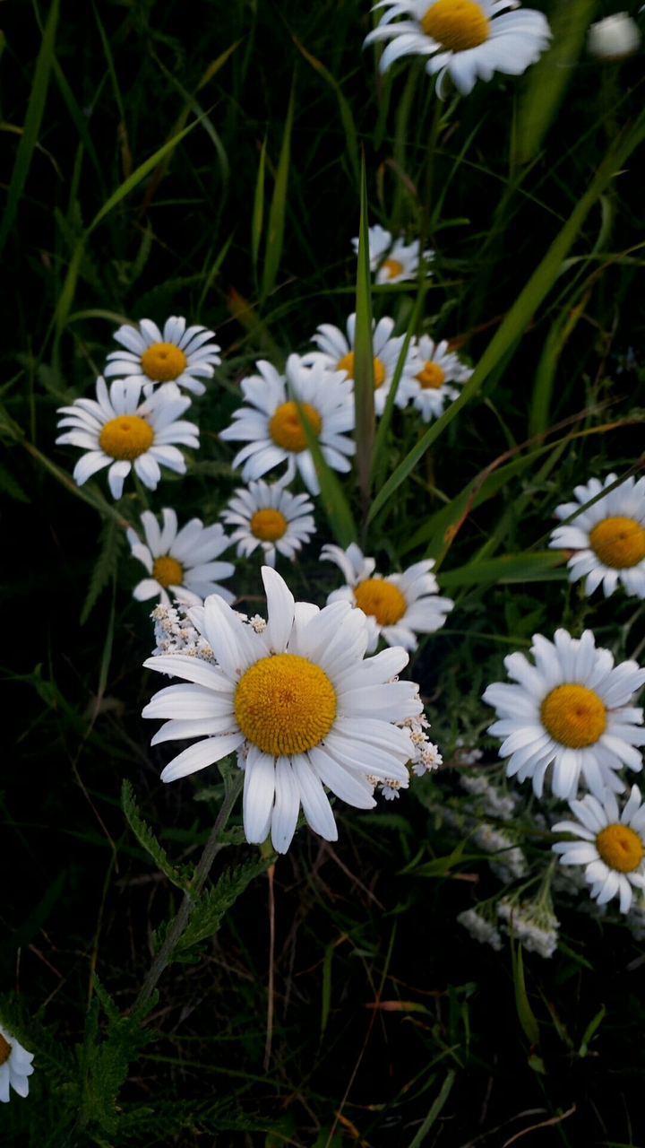 flowers in Maine