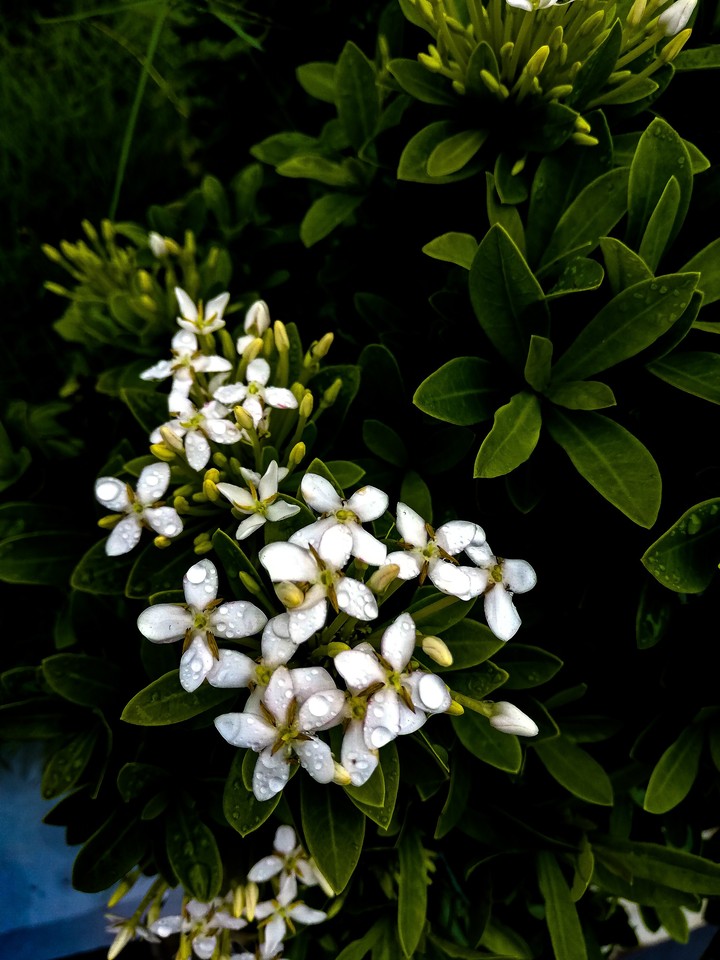 flowers