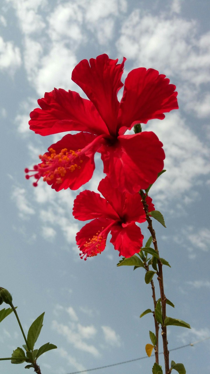 Hibiscus
