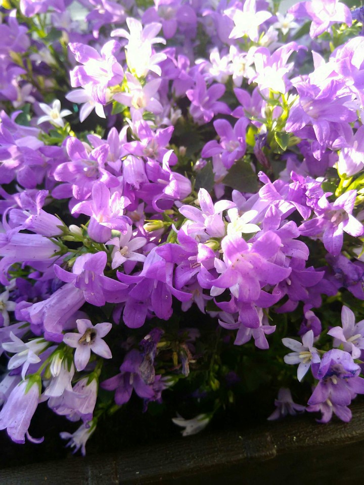 Purple flowers ♡