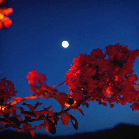 ταπετσαρίες blossom, petal