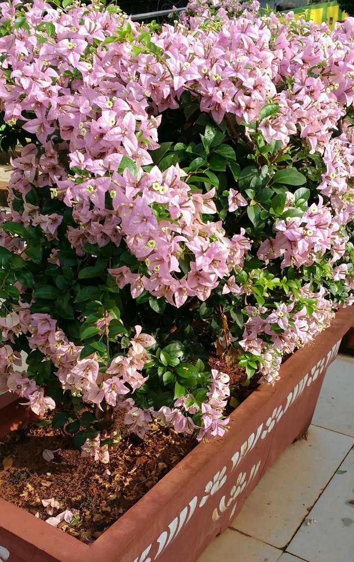 flower pot