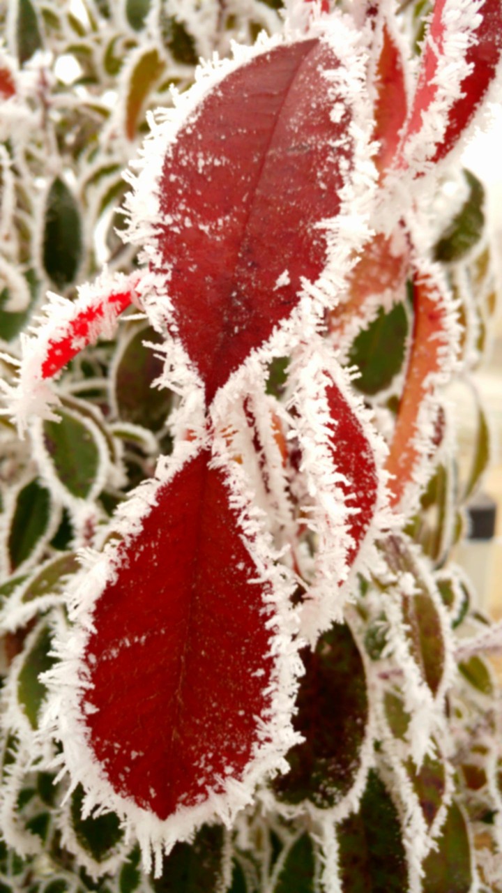 Frosty leaf