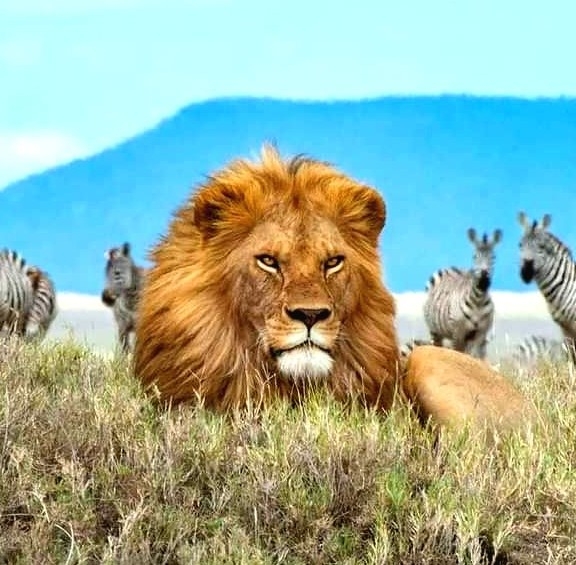majestic