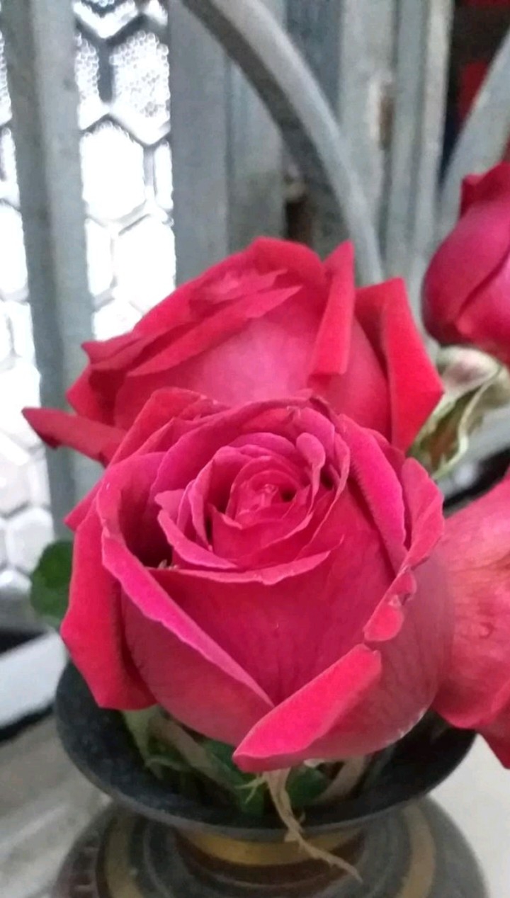 Rose for Love